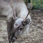 Mikołajki w ZOO