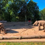 Nasze zwierzęta / Zoologiczny kalendarz