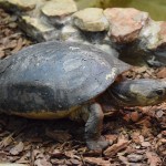 Nasze zwierzęta / Wykaz gatunków / Gady