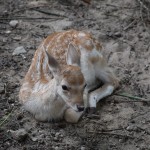 Nasze zwierzęta / Wykaz gatunków / Ssaki